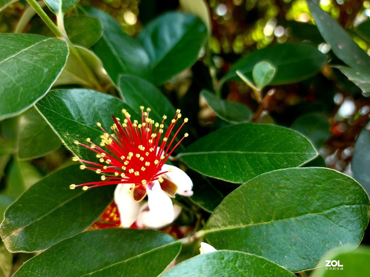 不被人们关注的菲油果花
