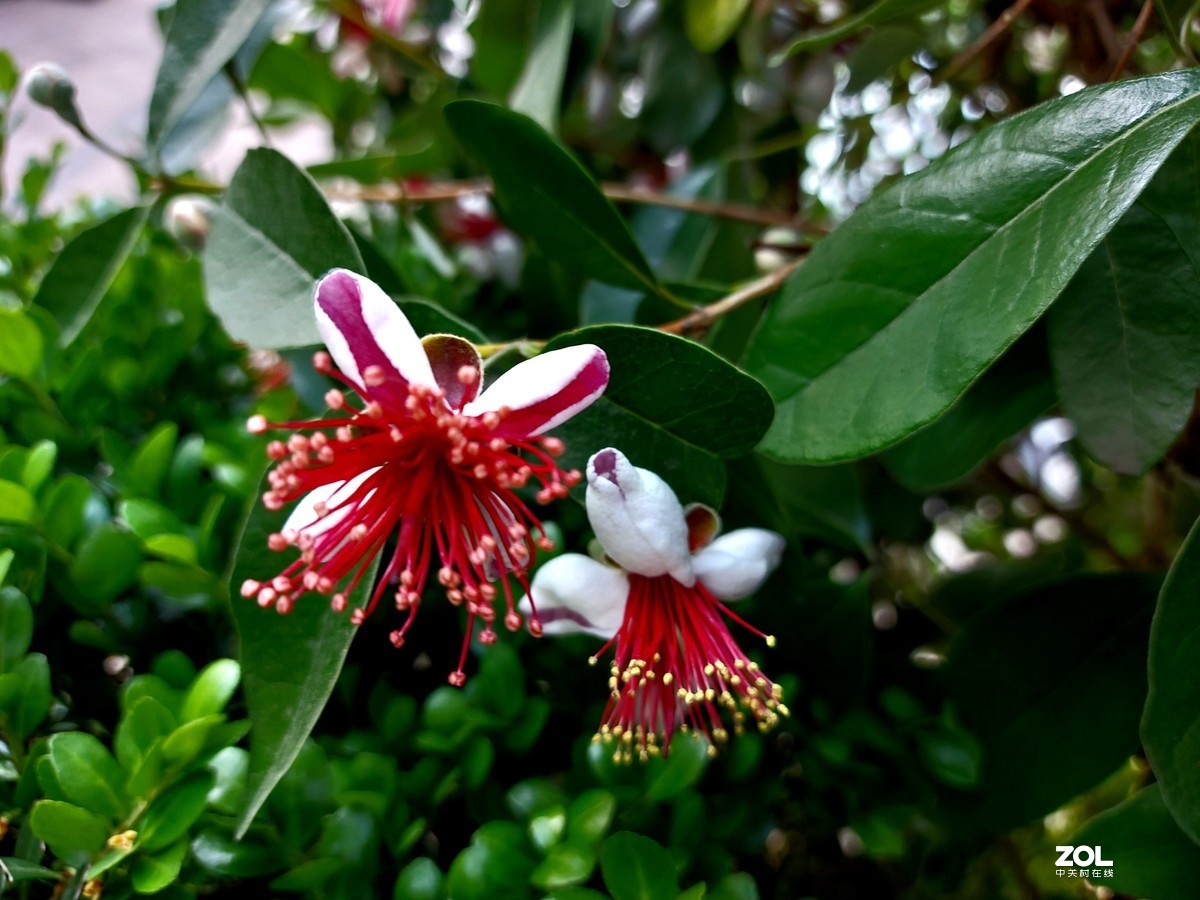 不被人们关注的菲油果花