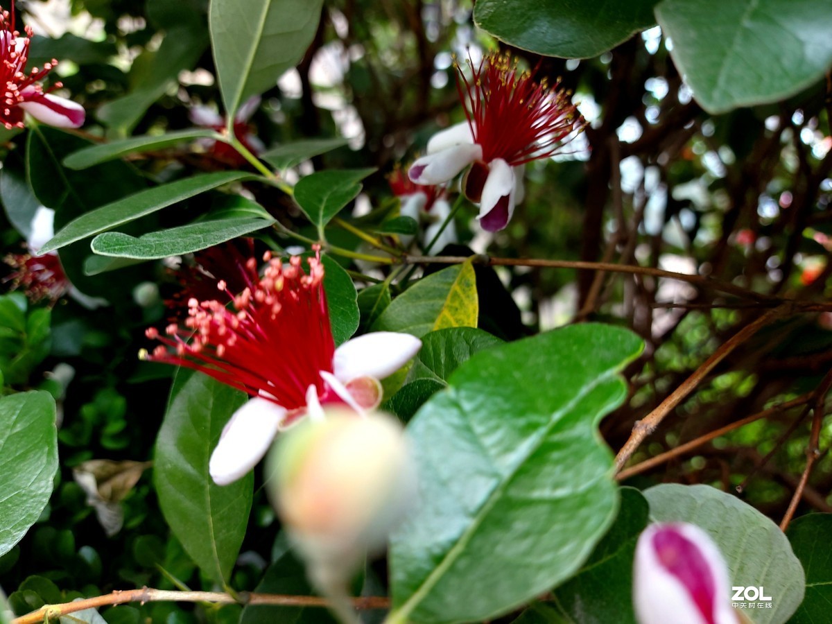 不被人们关注的菲油果花