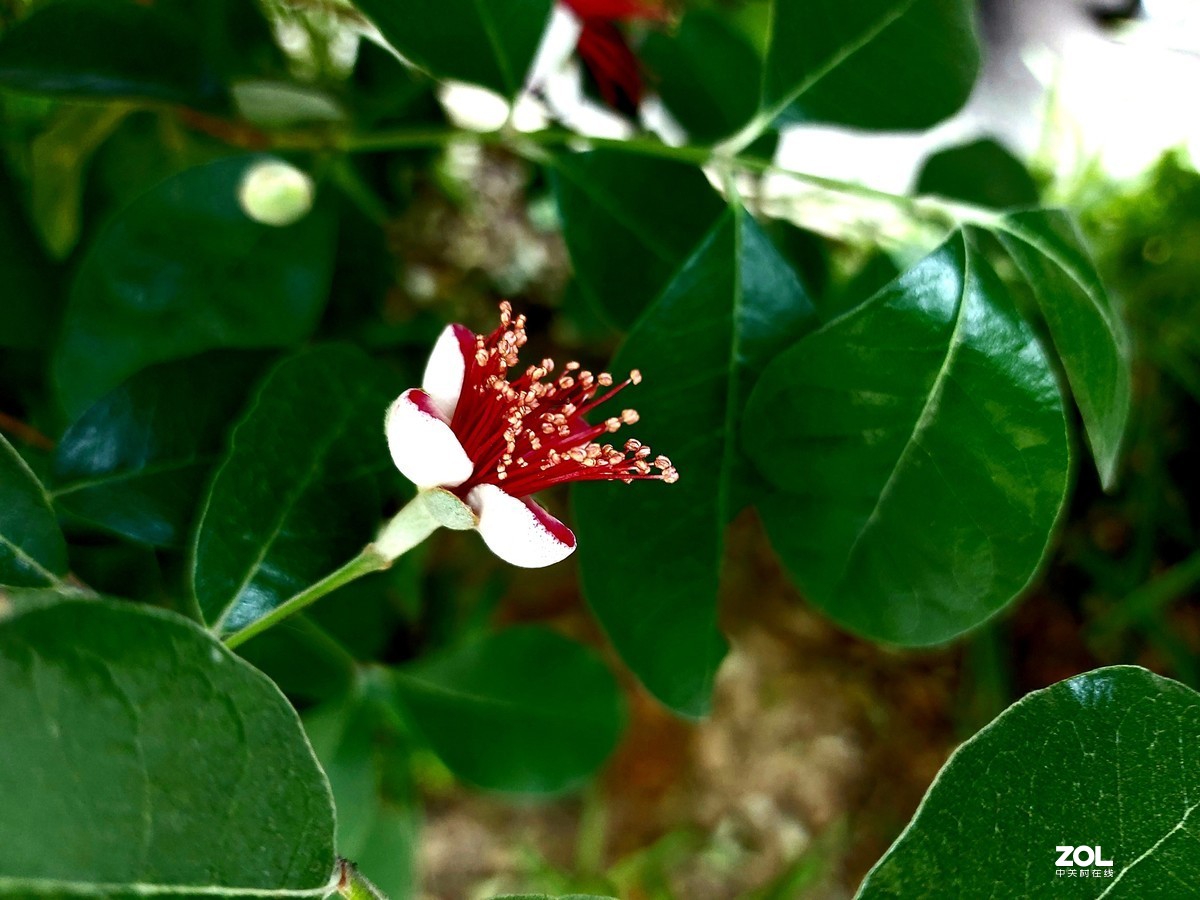 不被人们关注的菲油果花
