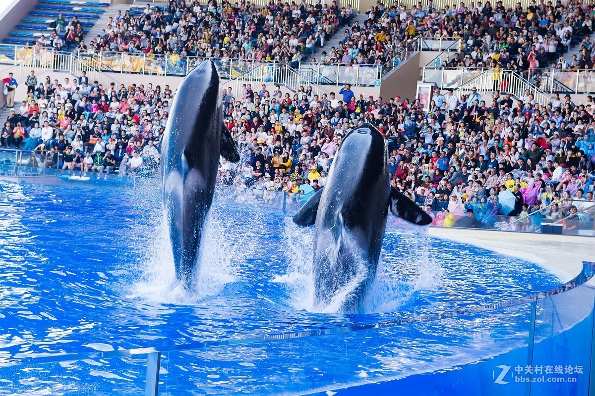 虎鲸表演