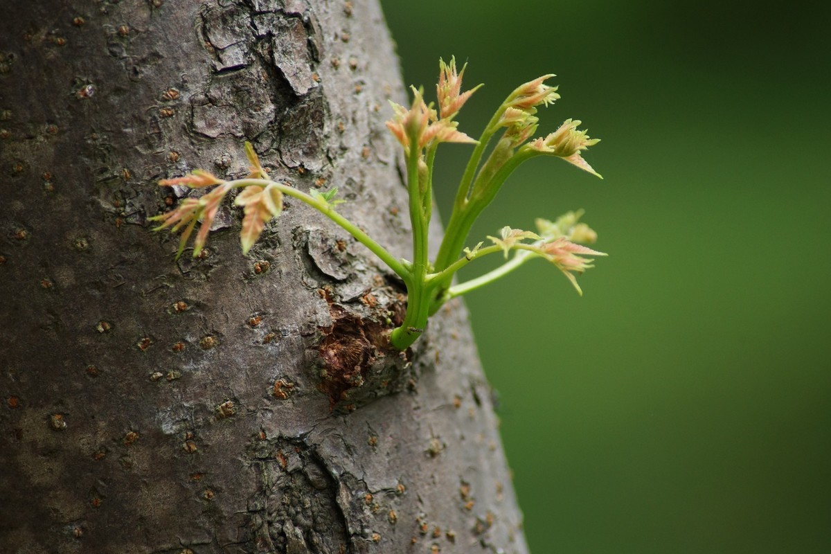 感受大自然的气味
