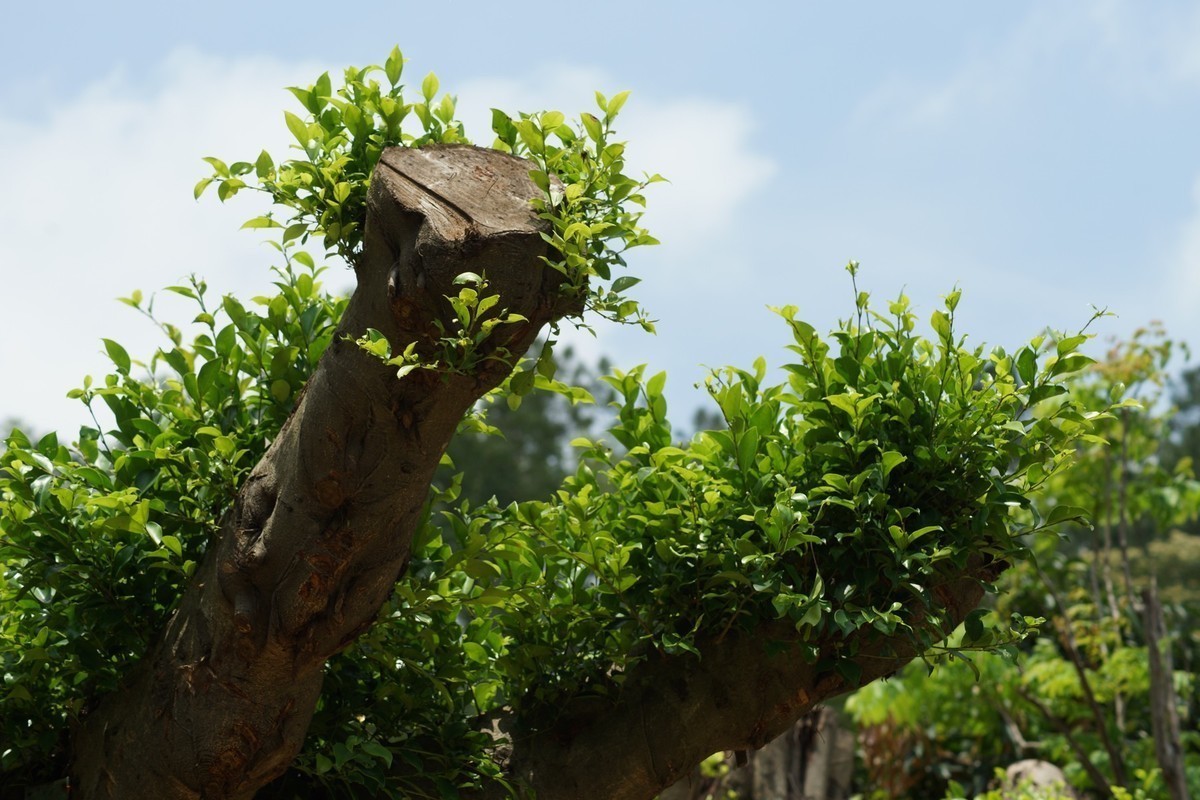 感受大自然的气味