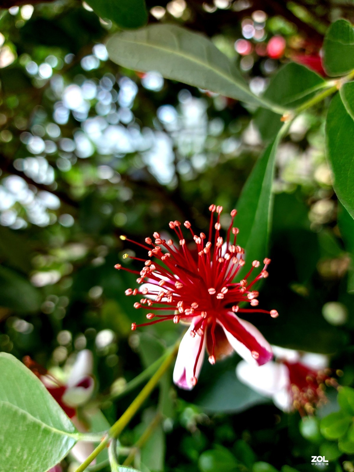不被人们关注的菲油果花