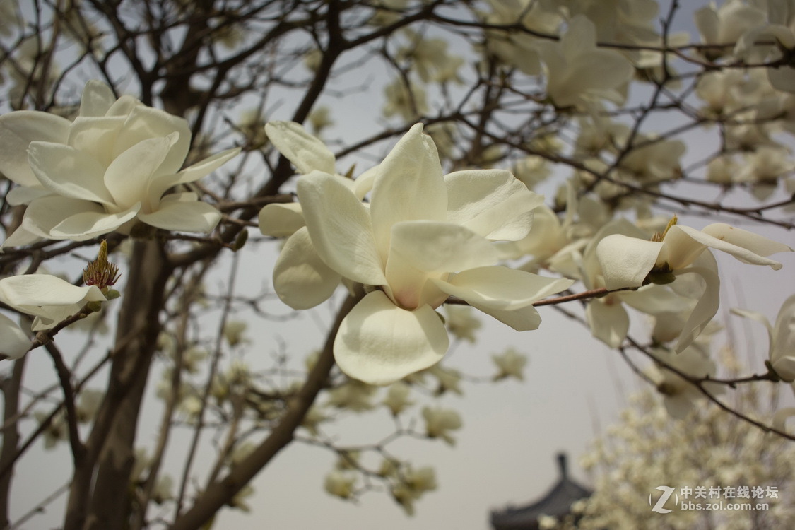 清明，献上两支花