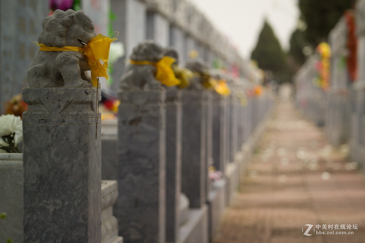 清明，献上两支花