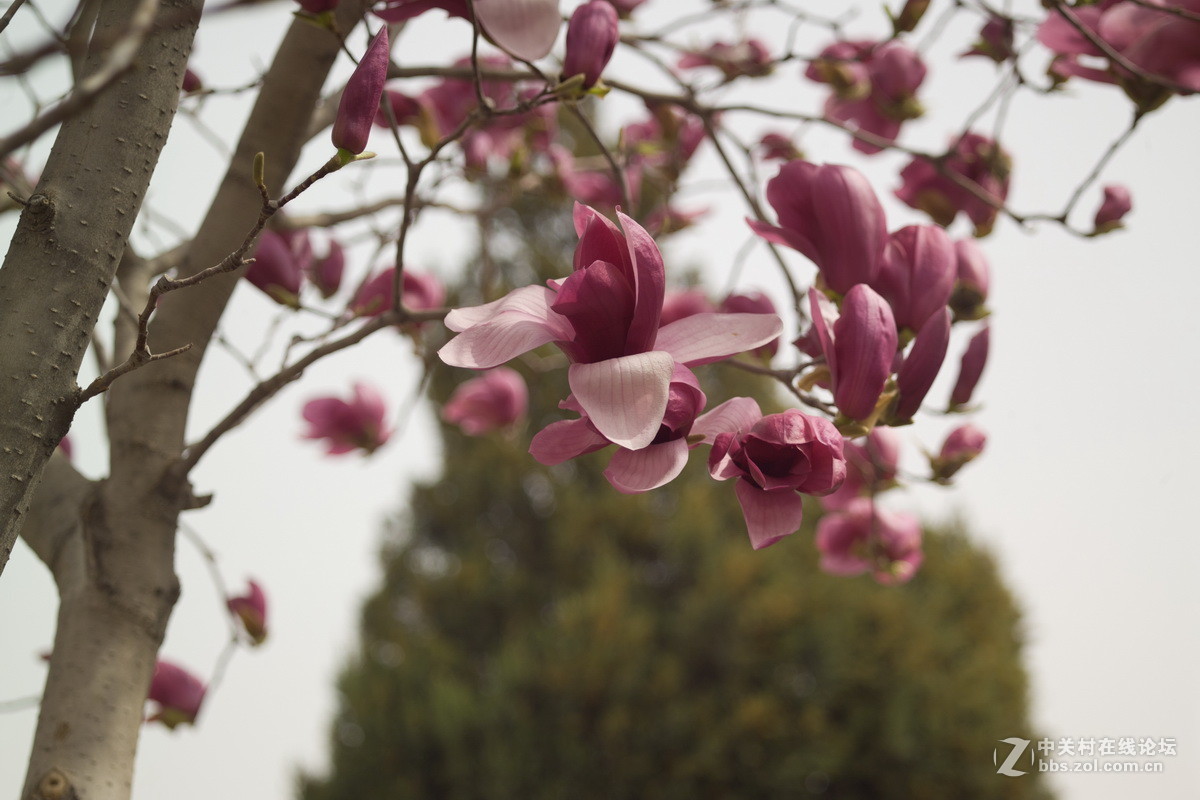 清明，献上两支花