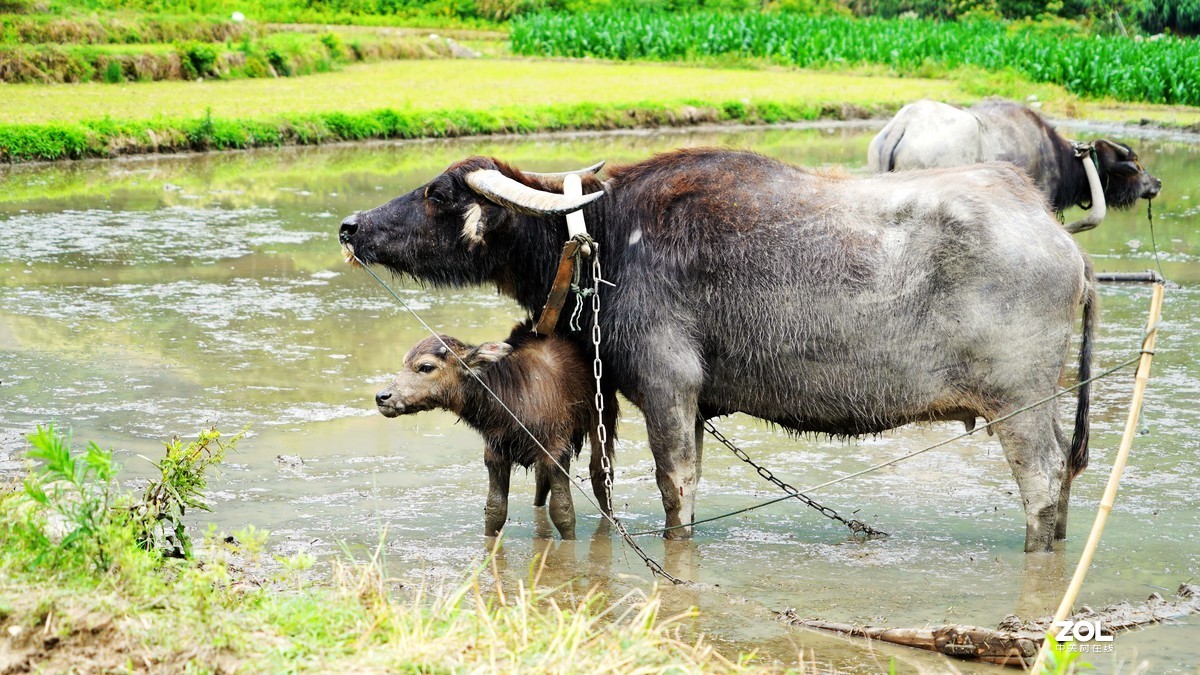 春耕圖《续》，