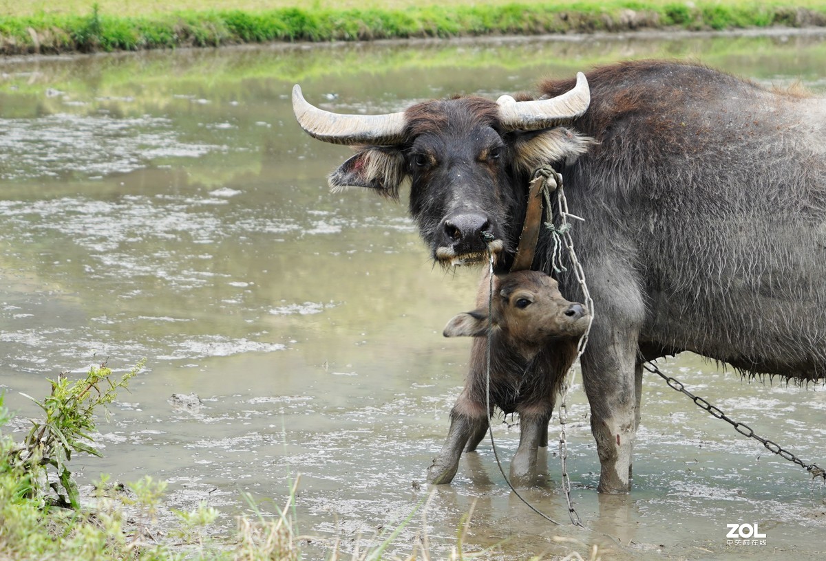 春耕圖《续》，