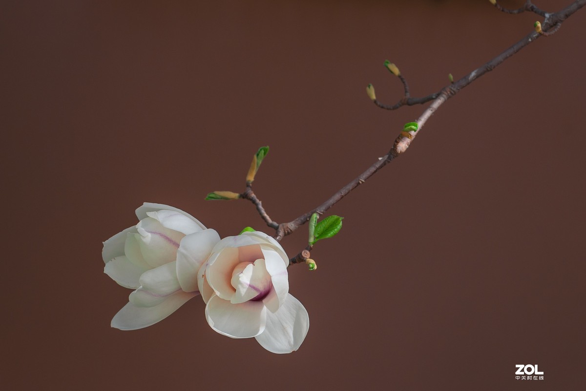 玉兰花开