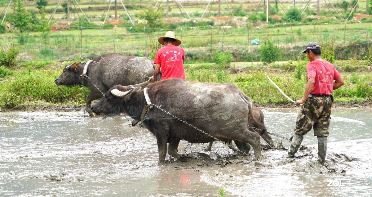春耕圖《续》，