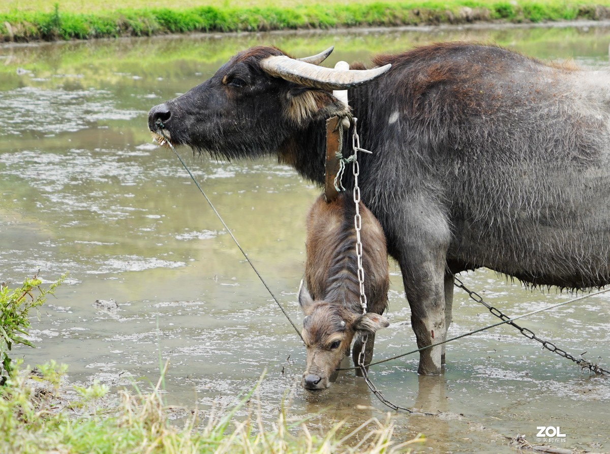 春耕圖《续》，