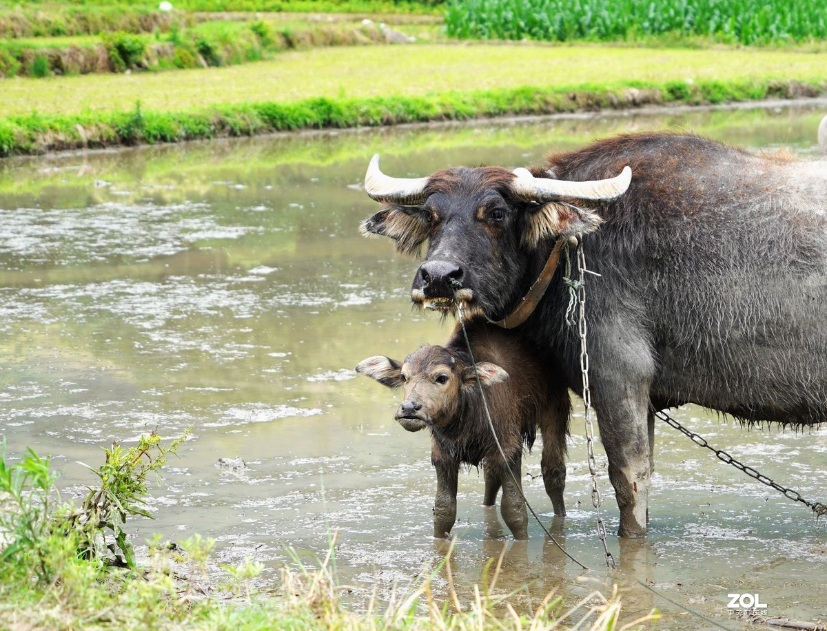 春耕圖《续》，