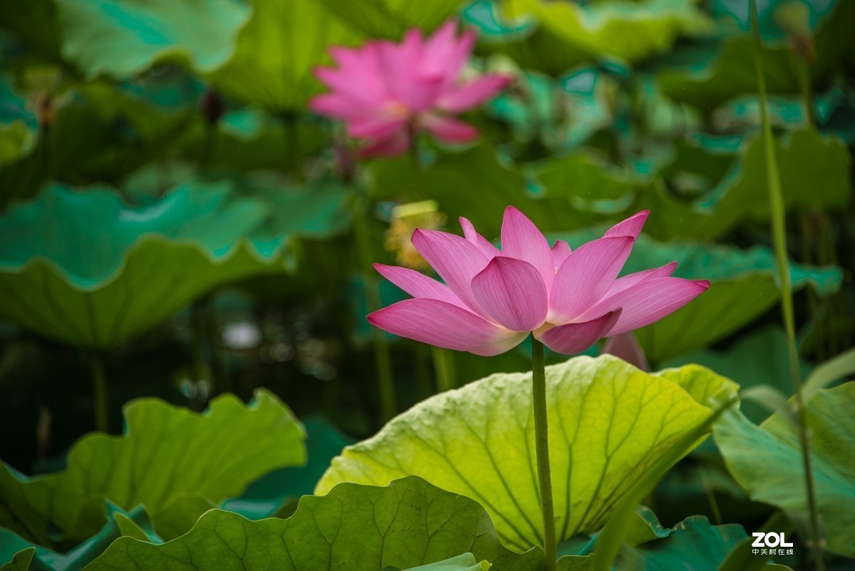 泗阳五里河湿地公园荷花开了