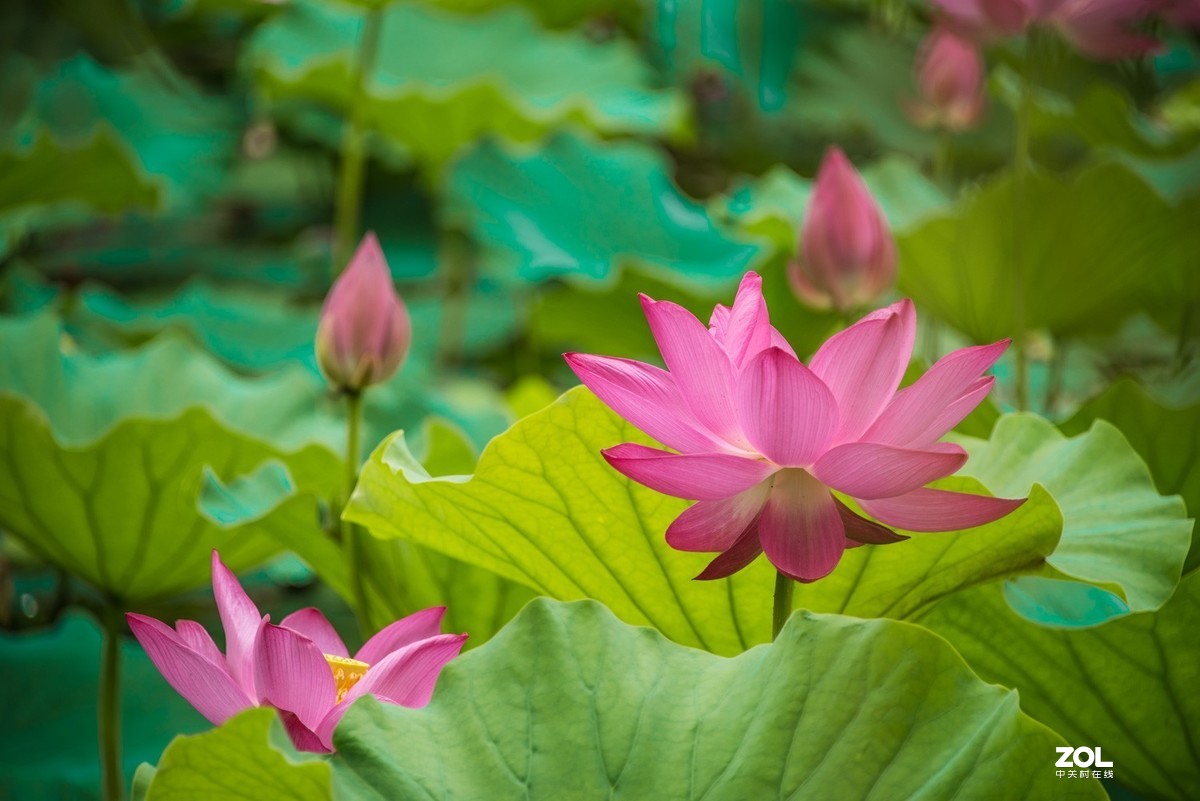 泗阳五里河湿地公园荷花开了