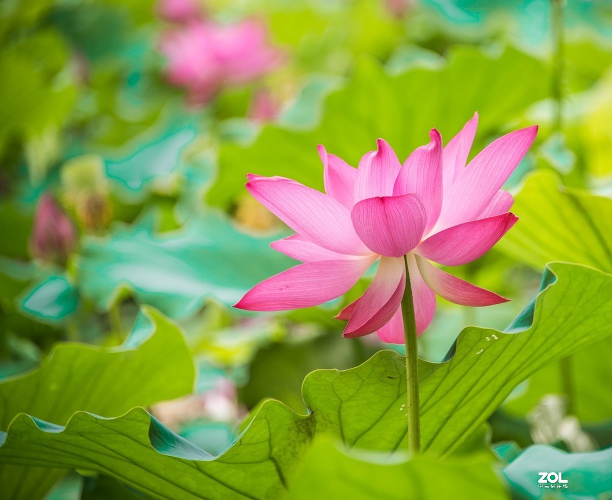 泗阳五里河湿地公园荷花开了