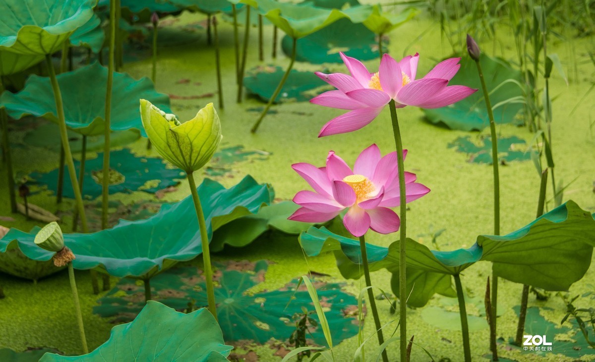 泗阳五里河湿地公园荷花开了