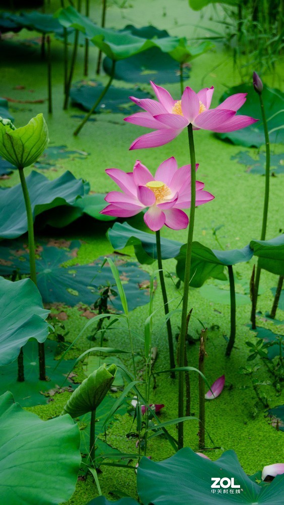 泗阳五里河湿地公园荷花开了