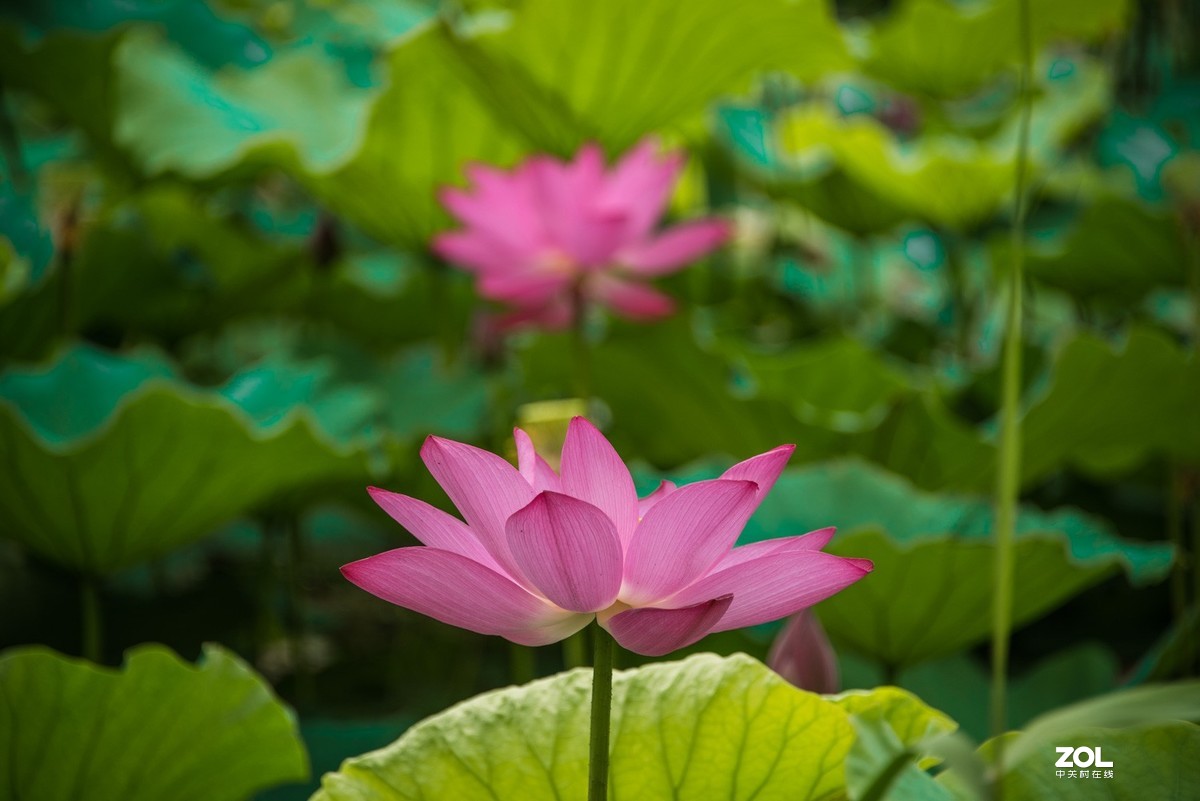 泗阳五里河湿地公园荷花开了