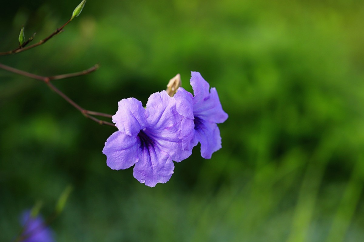 朝开暮落蓝花草