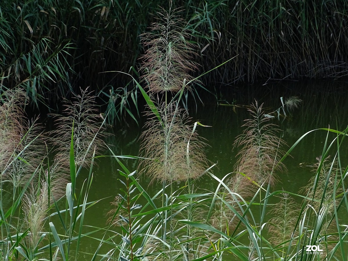 芦苇