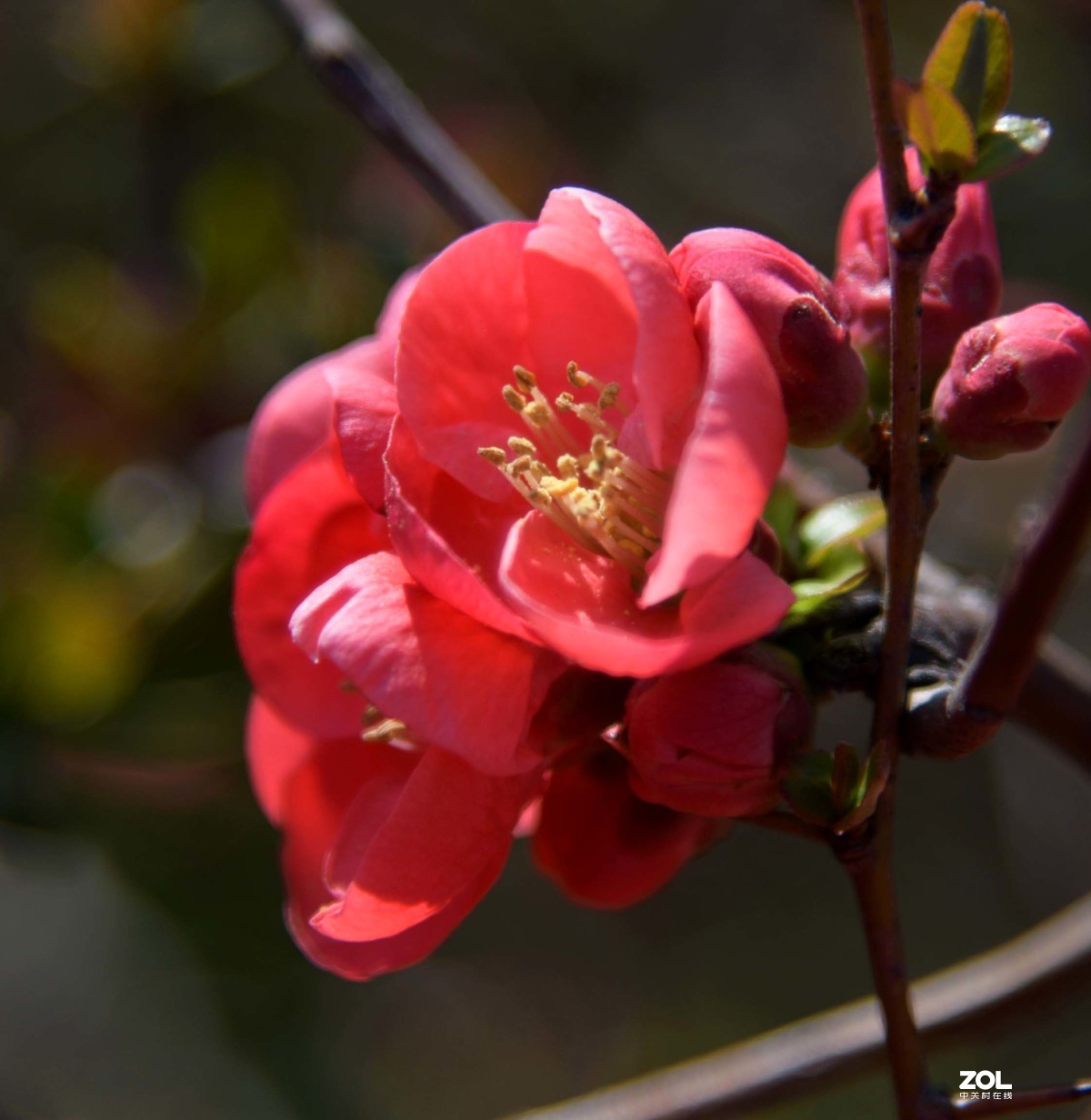 花卉