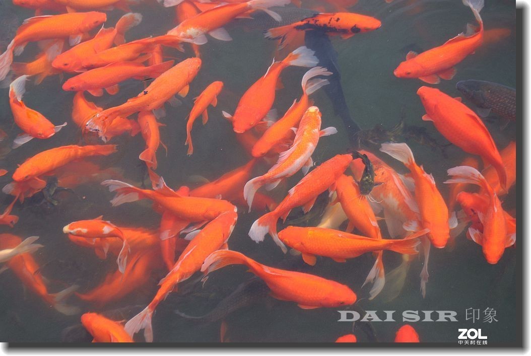 红火锦鲤鱼