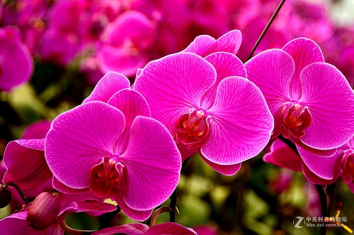 生态园中蝴蝶兰（续）