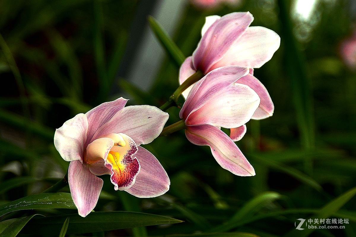 生态园中蝴蝶兰（续）