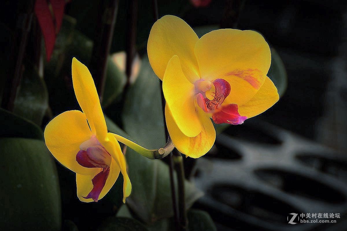 生态园中蝴蝶兰（续）