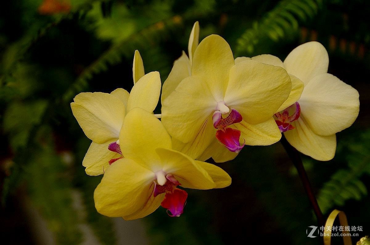 生态园中蝴蝶兰（续）