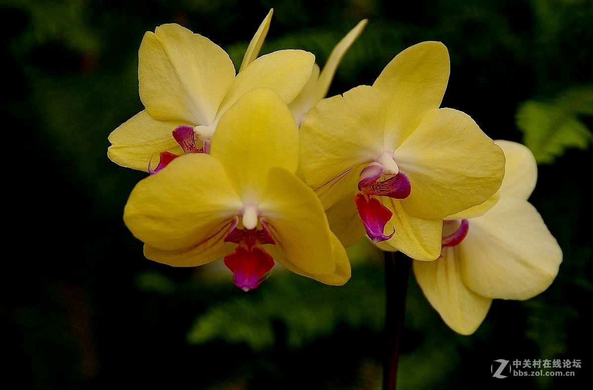 生态园中蝴蝶兰（续）