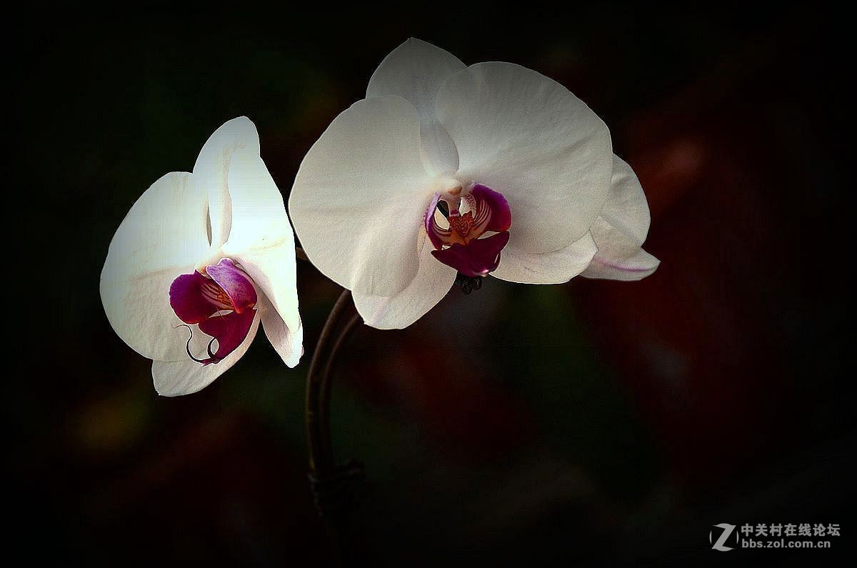 生态园中蝴蝶兰（续）