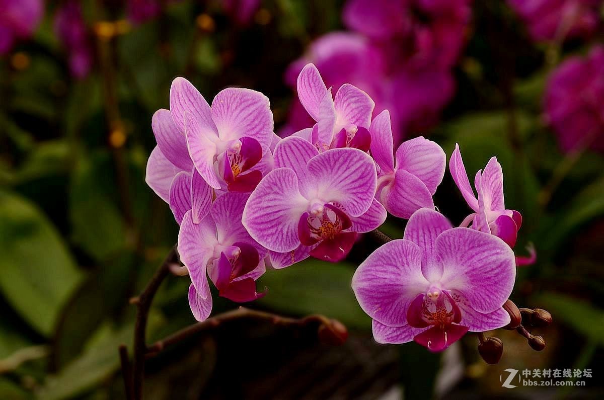 生态园中蝴蝶兰（续）