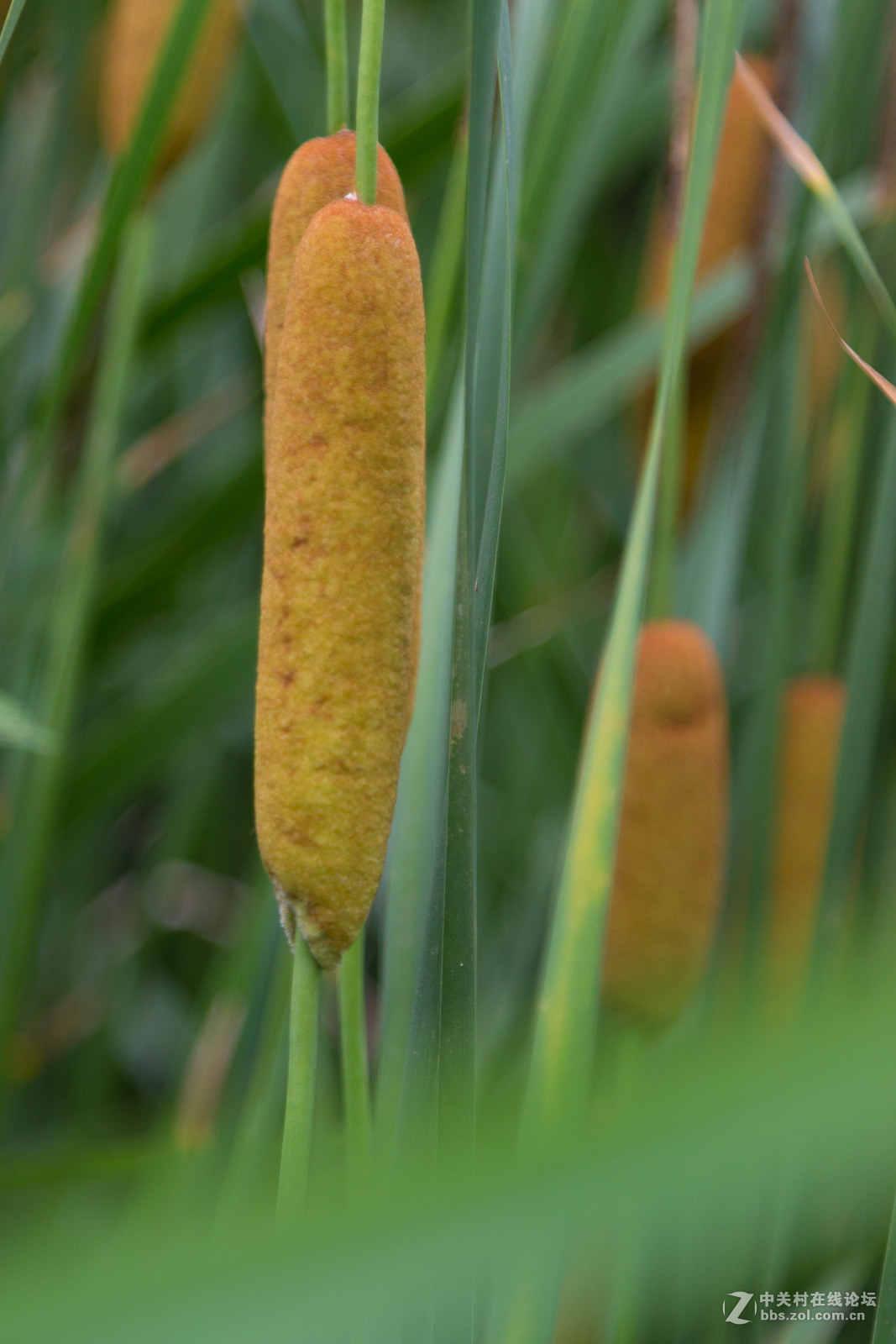 小龙河试拍新镜头