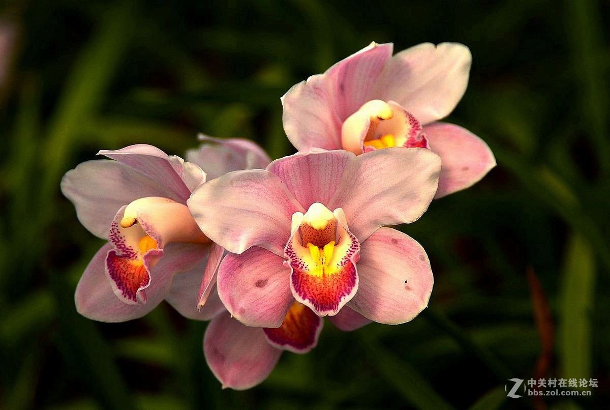 生态园中蝴蝶兰（续）