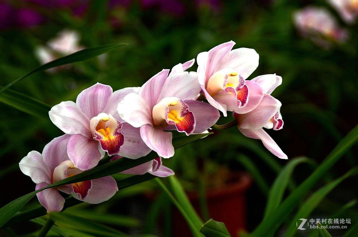 生态园中蝴蝶兰（续）