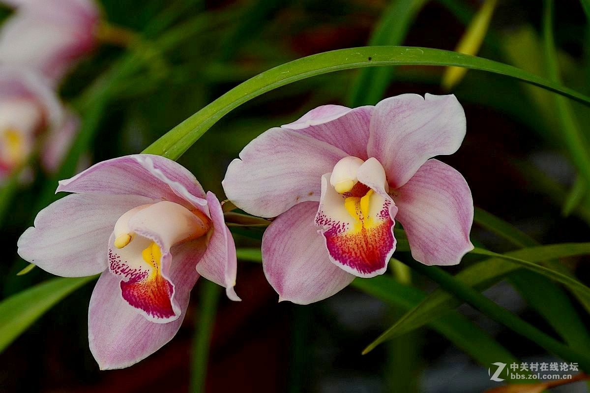 生态园中蝴蝶兰（续）