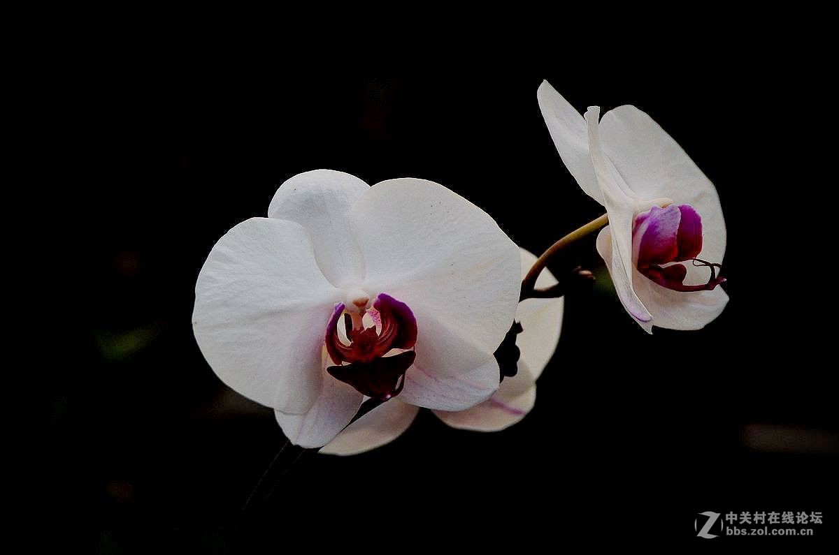 生态园中蝴蝶兰（续）