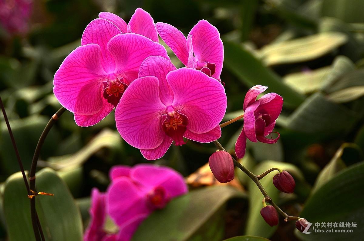 生态园中蝴蝶兰（续）