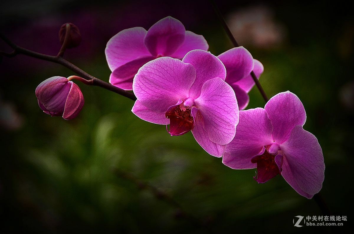 生态园中蝴蝶兰（续）