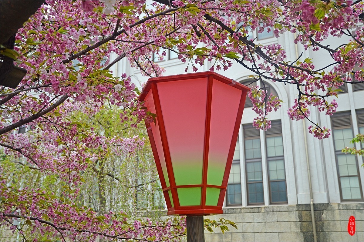 2019年日本之行-34-樱花季的大阪造币局（0829）