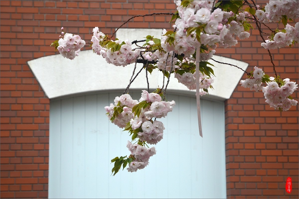 2019年日本之行-34-樱花季的大阪造币局（0829）