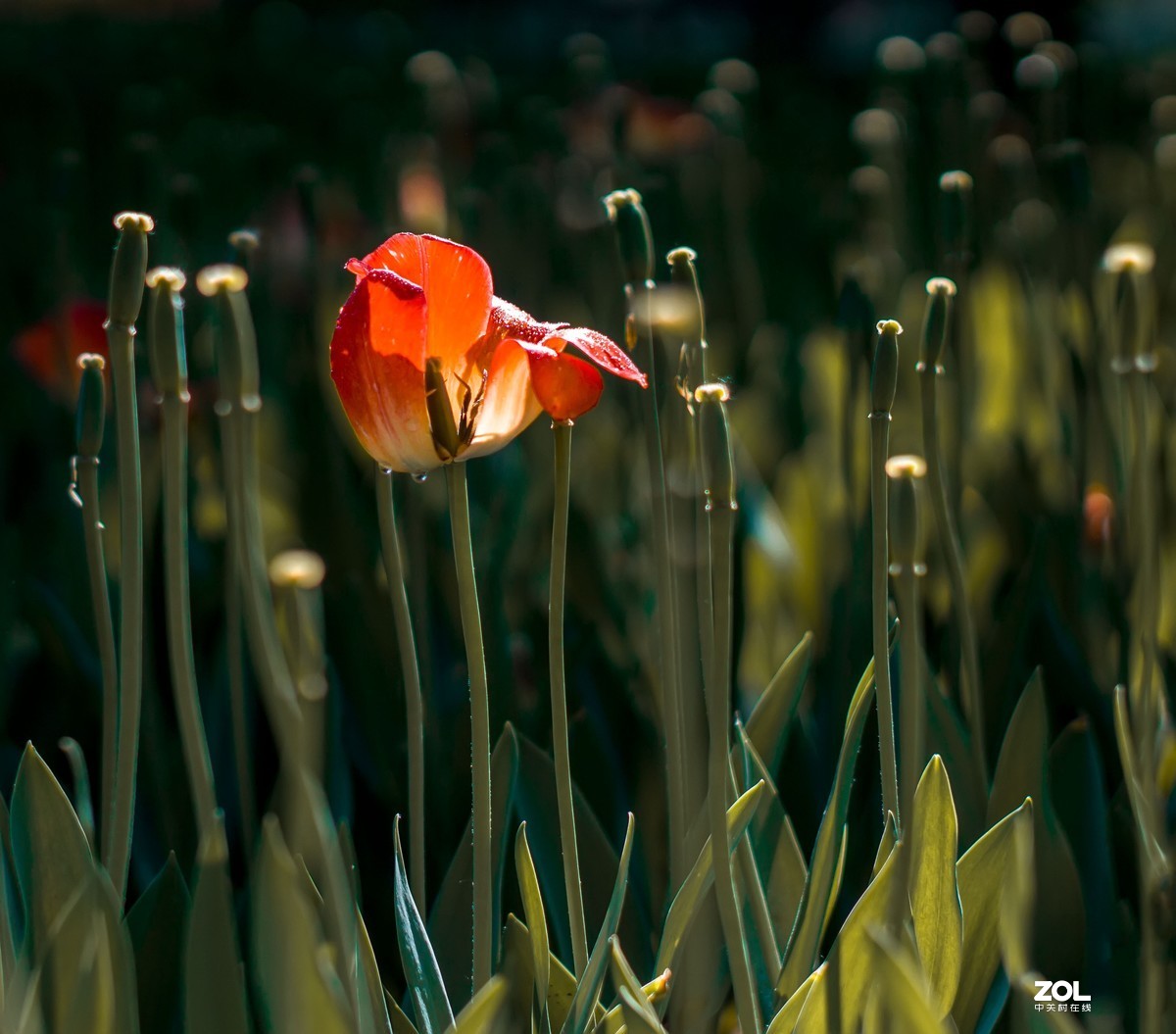 暗香-梅耶100/2.8