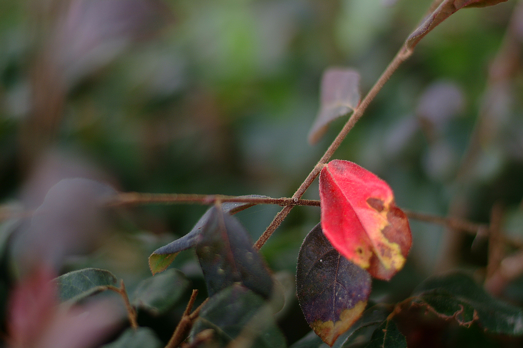 富士s3pro的反转片色彩