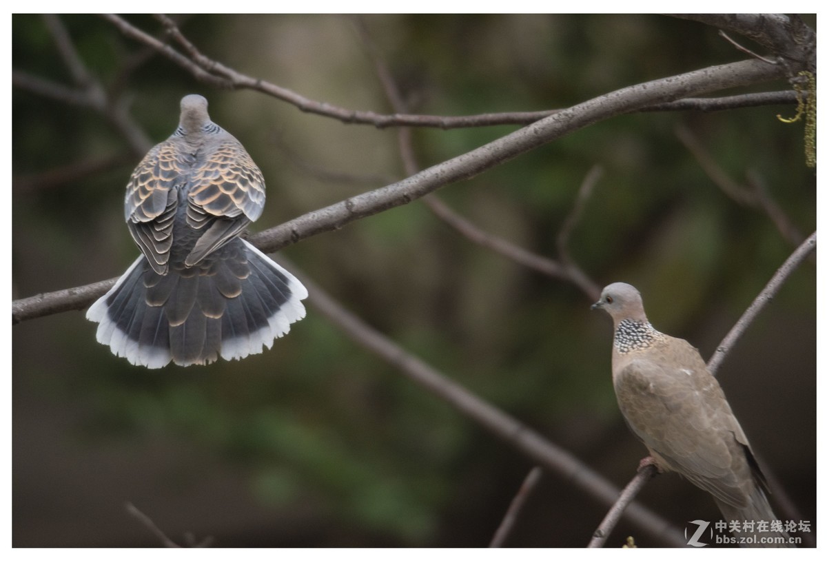 斑鳩