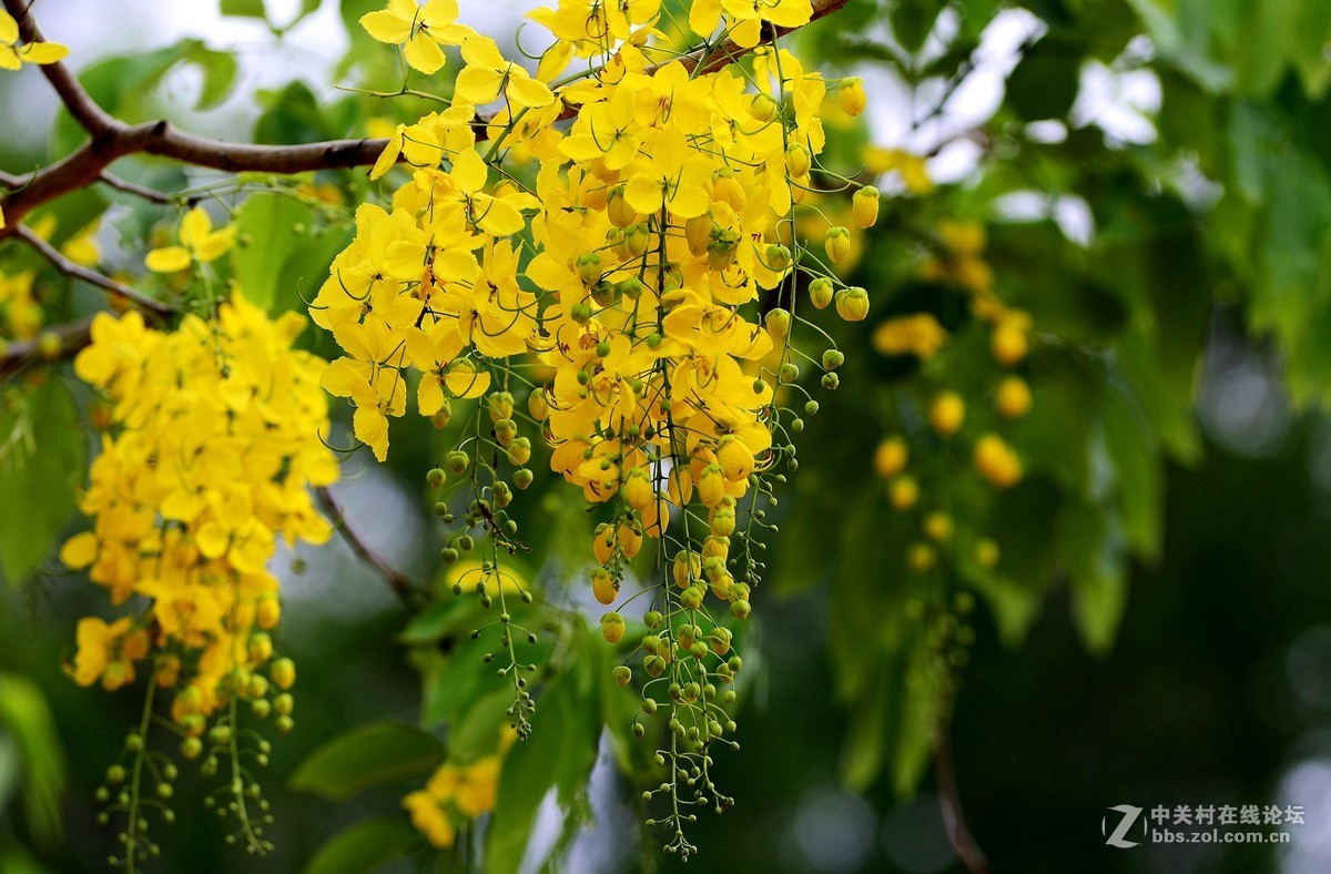 金璉花泰國國花