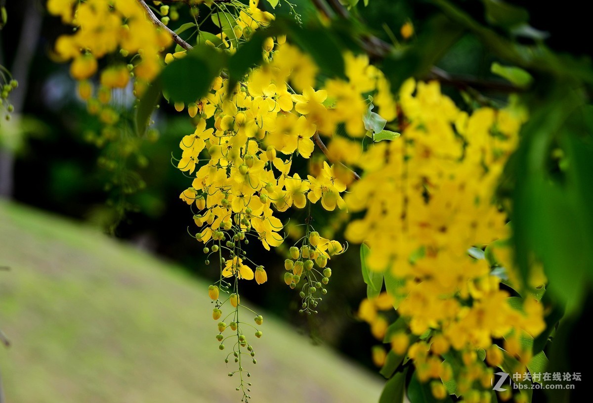 金琏花泰国国花