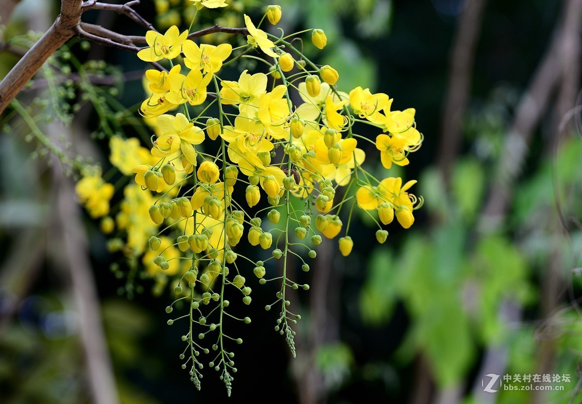 金璉花泰國國花