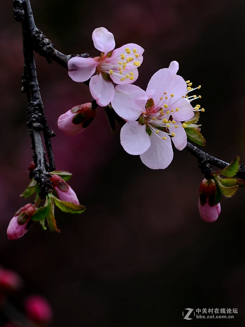 贺《我镜头下最美的花》评选活动——圆满落幕